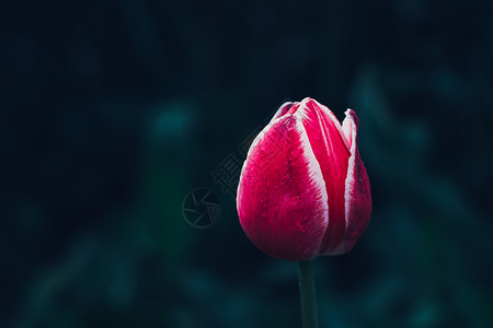 郁金香芽活动球状野花公园脆弱性花朵郁金香花园宏观植物背景