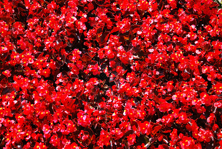 红花花衬套红色公园叶子玫瑰背景图片
