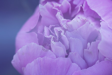 粉色牡丹花 粉色牡丹的片段 牡丹花脆弱性植物情绪香气花朵美味背景图片