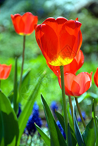 红色郁金香植物绿色花园背景图片