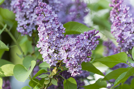 美丽的紫花边 有紫花植物衬套紫丁香花瓣生长紫色植物学园艺宏观雌蕊背景图片
