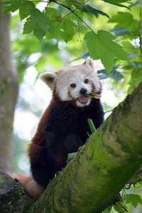 树枝上的红熊猫高清图片