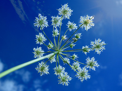 美丽的热带鲜花季节性天空植物群季节蓝色阳光太阳天气背景图片