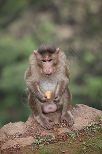 饼干吃猴子背景图片