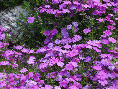 紫色岩石百合花朵8太阳花期院子市场植物利基裂缝岩石石头花坛背景