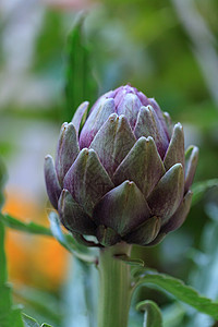 绿色和紫色的椰子农业食物餐桌农场健康蔬菜花园背景图片