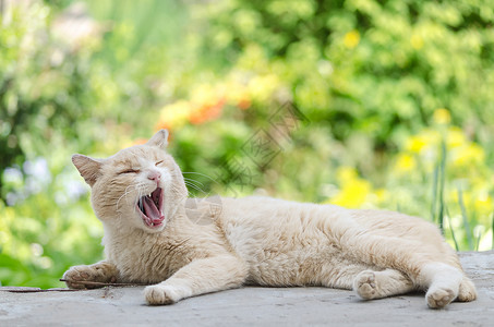 猫的哈欠和谎言背景图片