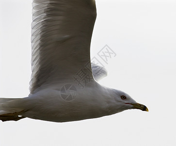 美丽的孤立图片 与飞行的海鸥航班天空白色照片黄色灰色黑色乐趣翅膀背景图片
