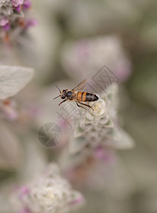 蜂蜜蜜蜂 阿比斯梅里费拉 收集花粉蚁科花园农场植物蜂巢养蜂业解雇农业膜蜂昆虫图片