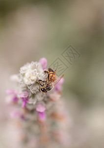 蜂蜜蜜蜂 阿比斯梅里费拉 收集花粉植物农场昆虫蚁科花园膜蜂农业蜂巢眼眶养蜂业图片
