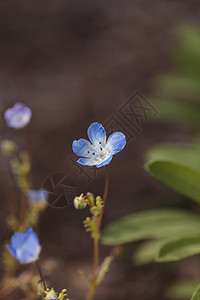 孟子蓝尼莫菲拉 蓝眼睛宝宝花朵植物绿色花园婴儿花瓣生长背景园艺背景