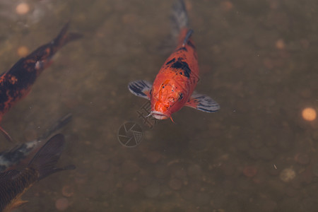 科伊鱼池塘鲤鱼锦鲤池三色花园高清图片