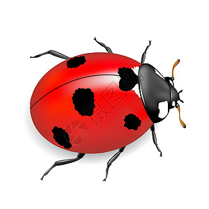立体虫甲虫昆虫正方形野生动物红色动物群插图背景图片