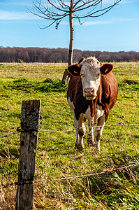 蒙泰素材牛的蒙贝利尔德在一个字段中背景