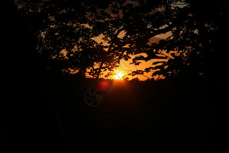 日落黄色太阳森林橙子墙纸黑色背景图片