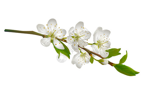 从樱花芽开花开花的樱桃分支与白花插画