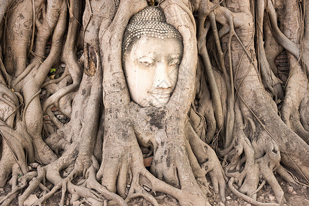 Ayutthaya的佛祖头目雕像石头寺庙水平背景图片
