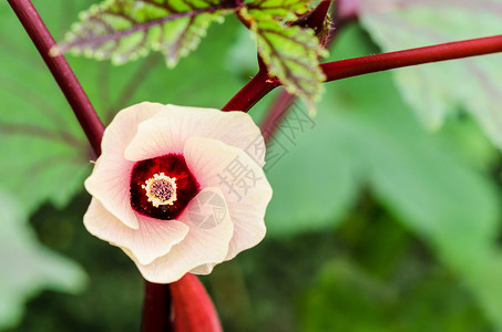 撒花树叶粉花瓣浪漫的泰国高清图片