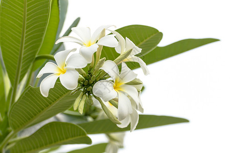 瘤瓣兰关上兰洞花花瓣情调植物橙子鸡蛋花香味叶子异国花园香水背景