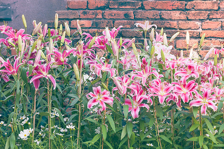 粉红百合花 有旧砖墙老旧风格植物群美丽季节园艺百合花园粉红色绿色粉色花束背景图片