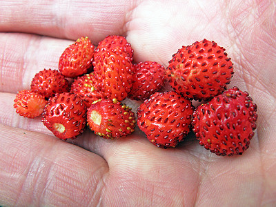 我棕榈上的野草莓背景图片