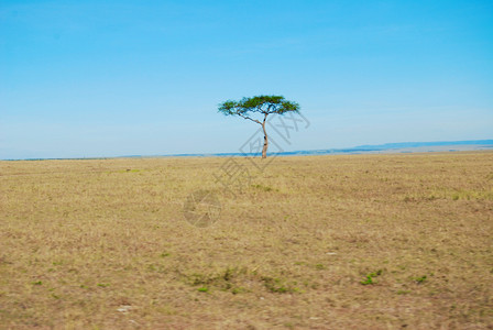 树马赛孤独绿色天空背景图片