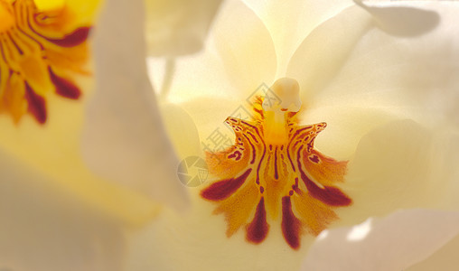 白板兰兰花情调植物异国白色宏观花瓣粉色热带红色背景图片