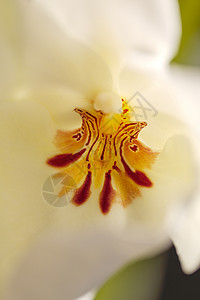 白板兰兰花白色花瓣红色异国情调宏观植物热带粉色背景图片