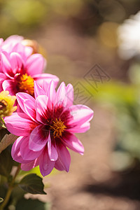 粉红达利娅花朵 叫做 迷人花瓣花园魅力生长植物背景图片