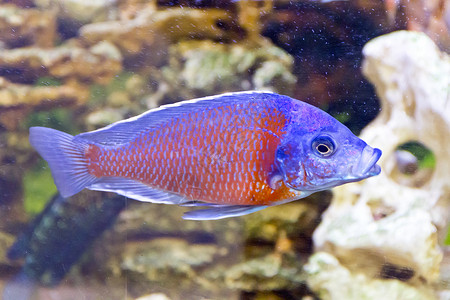 科帕迪希罗米斯卡丹戈水族馆异国海洋慈母情调金鱼背景图片