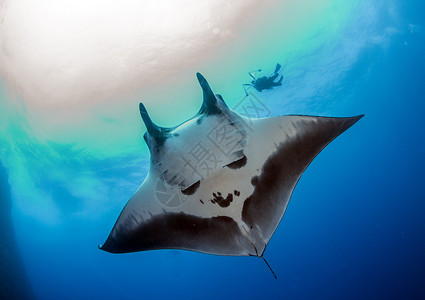 泰拉蝙蝠鱼曼塔雷射线蓝色海洋热带荒野旅行蝠鲼野生动物生活珊瑚背景