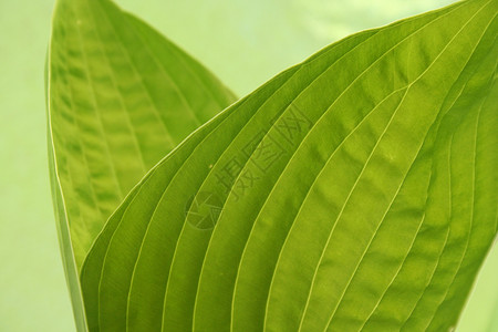 树叶园艺绿色花园玉簪墙纸植物学叶子背景图片