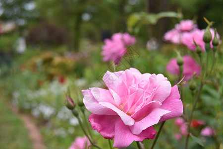粉红玫瑰花花朵公园森林植物园玫瑰玫瑰丛背景图片