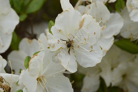 azalea 阿扎利亚植物园玫瑰花朵玫瑰丛公园森林背景图片