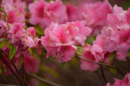 粉色azalea植物园玫瑰玫瑰丛花朵公园森林背景图片