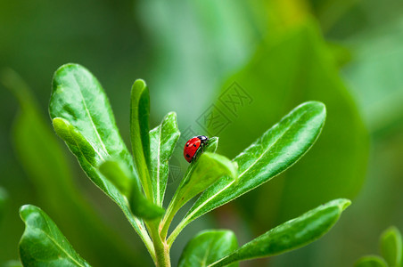 绿色瓢虫树叶上的迷彩虫红色宏观生长瓢虫绿色漏洞植物群生物学美丽花园背景