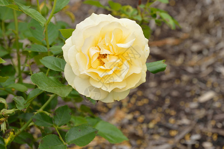 黄玫瑰玫瑰丛森林公园花朵植物园玫瑰背景图片