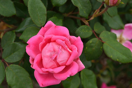 花花朵森林玫瑰公园玫瑰丛植物园背景图片