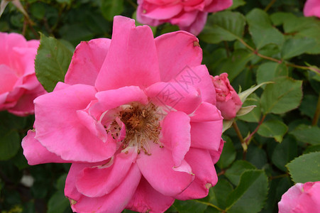 花玫瑰森林花朵玫瑰丛公园植物园背景图片
