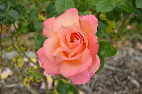花玫瑰丛森林花朵公园植物园玫瑰背景图片