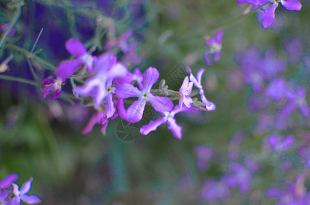 夜花紫春温柔背景花朵兰花蓝色长瓣宏观荒野香水植物群花瓣叶子背景图片
