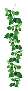 绿叶边界框架生态生物学植物绿色生活科学叶绿素季节生长背景图片