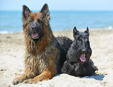 海滩上的狗狗朋友们动物宠物牧羊犬背景图片
