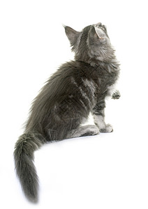 小猫宠物动物尾巴灰色工作室高清图片