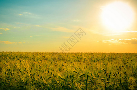 大麦草植物日出高清图片