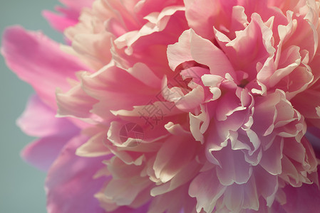 粉色碎花瓣牡丹花的特写花期高清图片