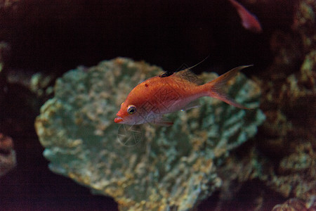 粉白双色Anthias鱼热带海洋珊瑚假牙背景图片