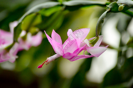 紧贴粉红仙人掌花背景图片