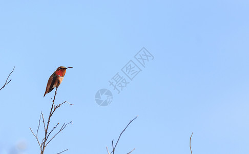 红褐色的蜂鸟白色的哥伦比亚高清图片