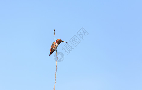 红褐色的蜂鸟嗡嗡作响马齿苋属高清图片